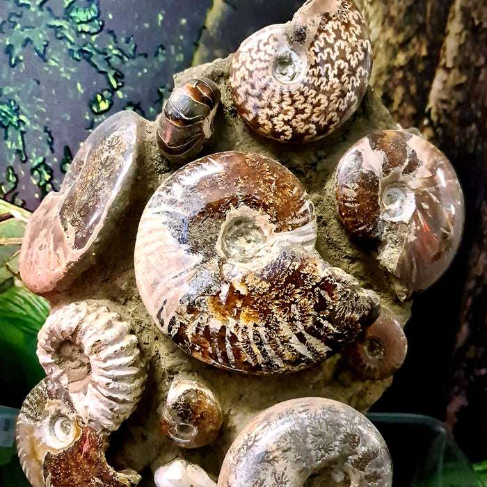 Fossils