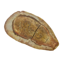 Fish Fossil Concretion