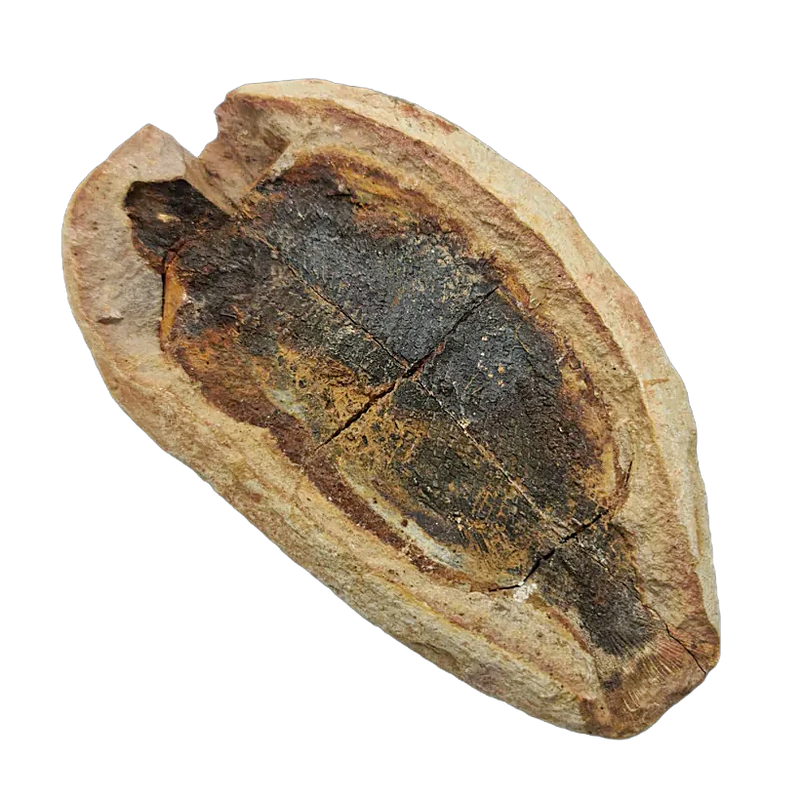 Fish Fossil Concretion