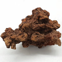 Coprolite