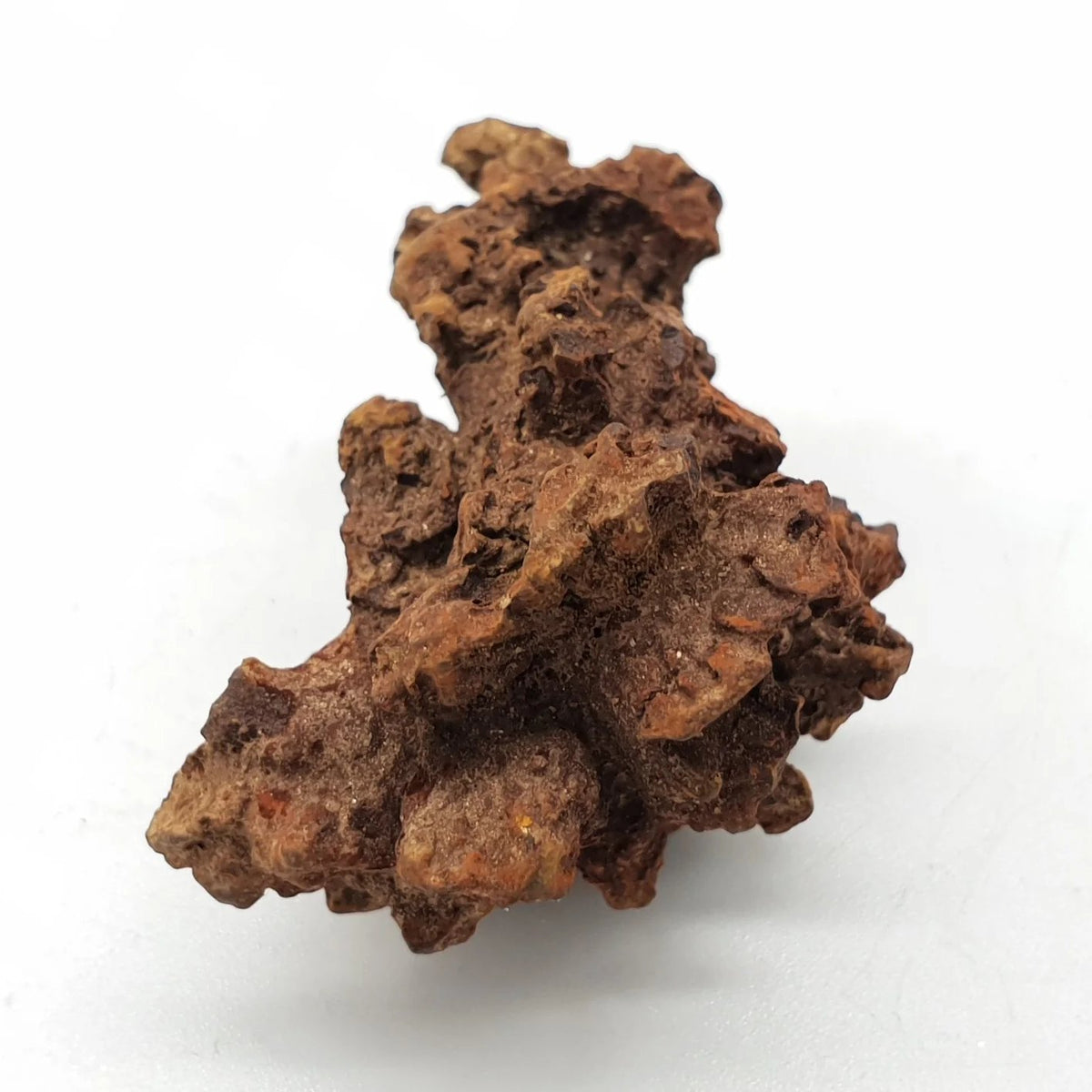 Coprolite