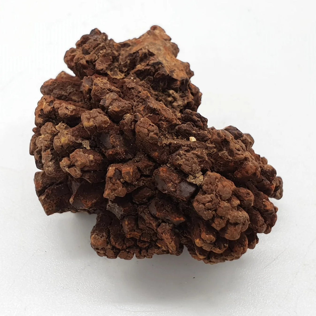 Coprolite