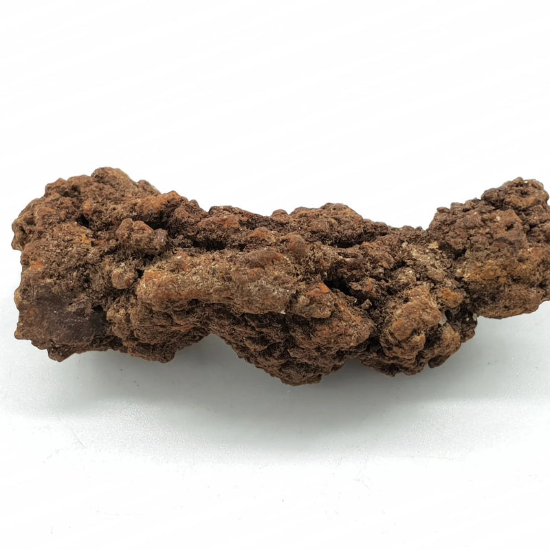 Coprolite