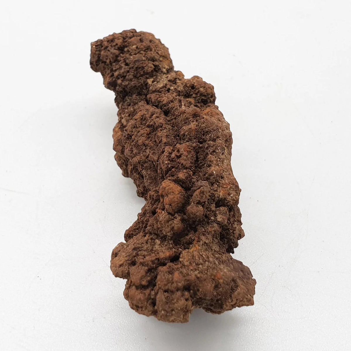 Coprolite