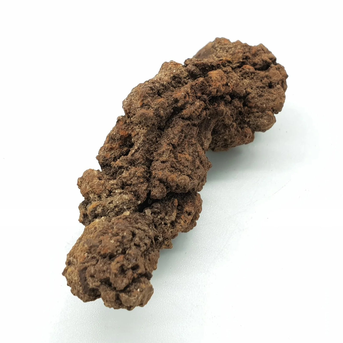 Coprolite