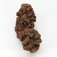 Coprolite