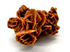 Desert Rose