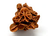 Desert Rose