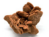 Desert Rose